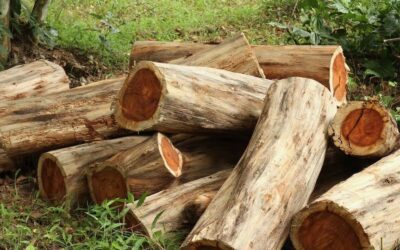 ZAFFICO ANNOUNCES REDUCTIONS IN PRICING ON EUCALYPTUS AND PINE ROUND WOOD