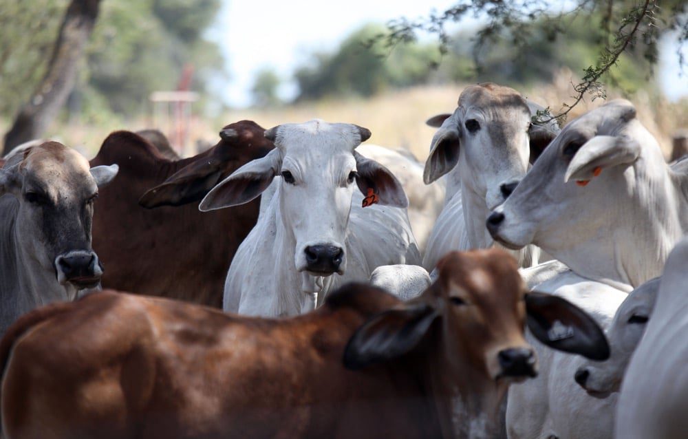 FIAN ZAMBIA CONCERNED ABOUT LACK OF COORDINATED COMMUNICATION FROM GOVT ON MANAGEMENT OF ANTHRAX