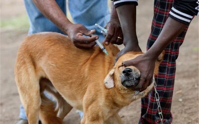 ZAMBIA RECORDS 37 OUTBREAKS OF RABIES BETWEEN JANUARY AND JULY 2023