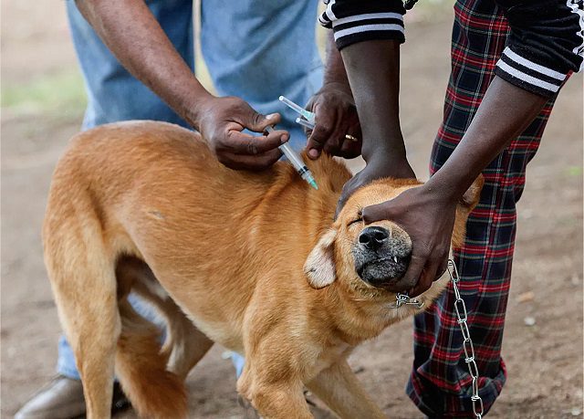 ZAMBIA RECORDS 37 OUTBREAKS OF RABIES BETWEEN JANUARY AND JULY 2023