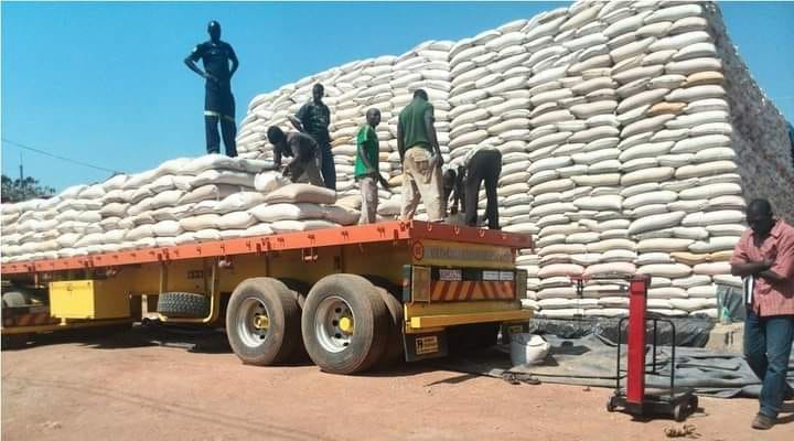 BAN OF MAIZE AND MEALIE MEAL EXPORT OPPOSED