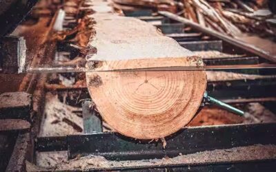 TIMBER PRODUCERS COMPLAIN OF GROWING CORRUPTION AND POLITICAL PERSECUTION WITHIN THE INDUSTRY