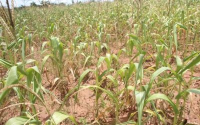 COPPERBELT FARMERS EQUIPPED WITH SKILLS AND KNOWLEDGE ON HOW TO COMBAT CURRENT DRY SPELLS