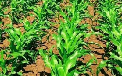 NUSFAZ PREDICTS DECLINE IN MAIZE HARVEST FROM 3.2 MILLION TO 2.5 MILLION TONNES