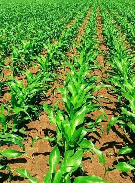 NUSFAZ PREDICTS DECLINE IN MAIZE HARVEST FROM 3.2 MILLION TO 2.5 MILLION TONNES