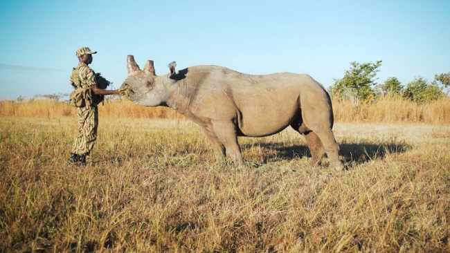 TOUR OPERATORS CONCERNED ABOUT SUDDEN REMOVAL OF RHINOS FROM MOSI-OA-TUNYA NATIONAL PARK