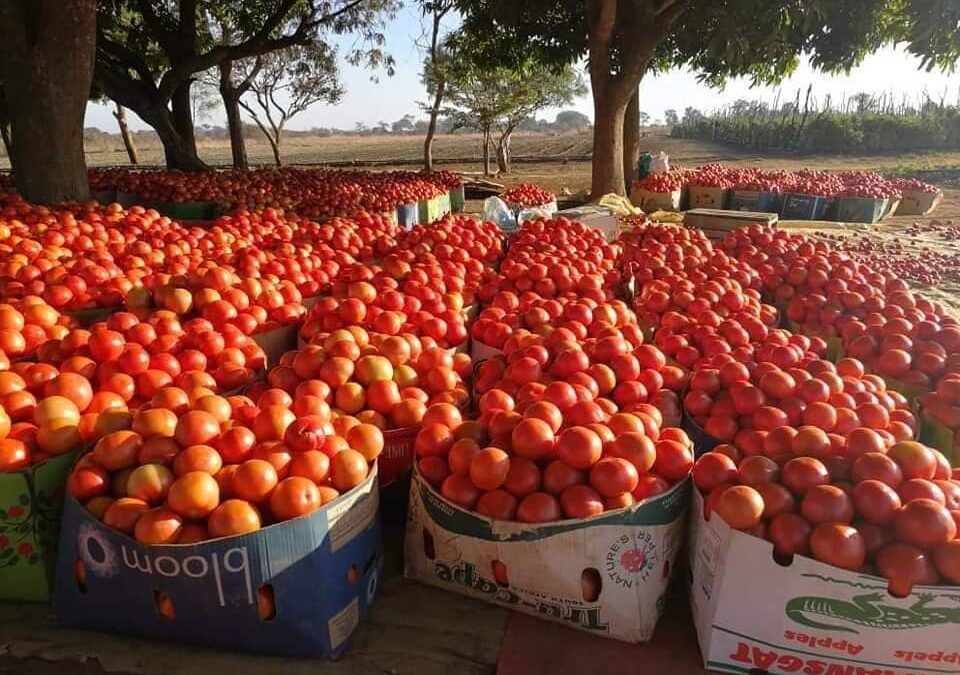 NDOLA HIT BY SHORTAGE OF TOMATOES AS PRICES SOAR