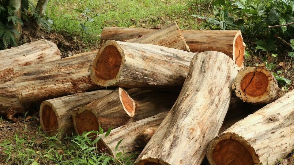 ZAMBIA’S ENERGY CRISIS TAKING A HEAVY TOLL ON TIMBER SECTOR