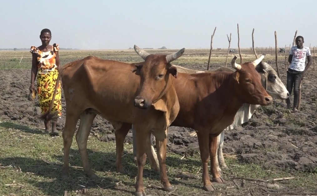 SEVERAL LIVESTOCK DYING IN GWEMBE DISTRICT DUE TO DRYING UP OF WATER SOURCES