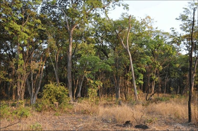 SAWMILLERS WORRIED ABOUT THREAT OF CLIMATE CHANGE ON ZAMBIA’S EFFORTS TO RESTOCK TIMBER AS DROUGHT PERSISTS