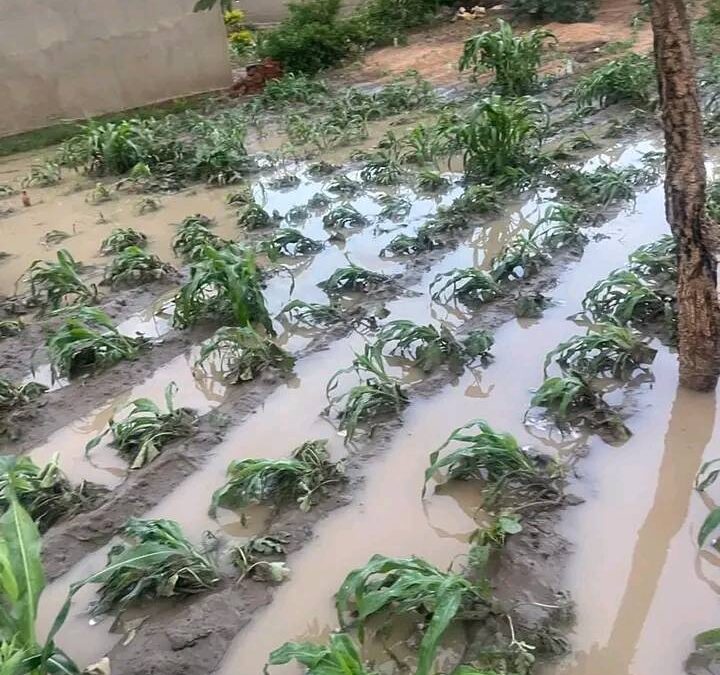 AGRICULTURAL EXPERT WARNS OF FURTHER FOOD INSECURITY IN ZAMBIA DUE TO CYCLONE CHIDO