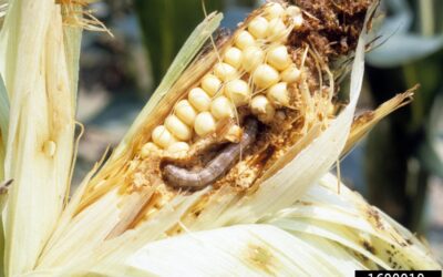 FALL ARMYWORMS RAVAGE MAIZE FIELDS IN LIVINGSTONE