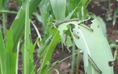 GOVT INITIATES URGENT AND DECISIVE MEASURES TO FIGHT FALL ARMY WORMS