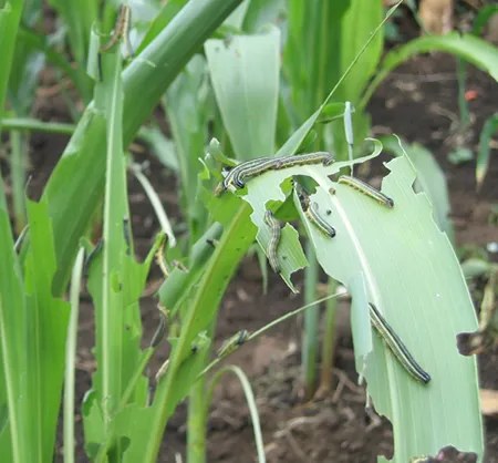 GOVT INITIATES URGENT AND DECISIVE MEASURES TO FIGHT FALL ARMY WORMS