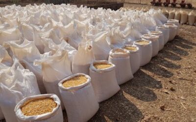 SAFADA WARNS ZAMBIA’S 10 MILLION TON MAIZE TARGET AT RISK DUE TO LACK OF FAVORABLE POLICIES