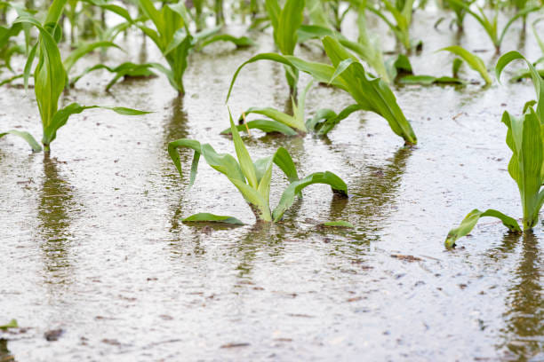 HEAVY RAINS DESTROY 50 HECTARES OF MAIZE FIELDS IN GWEMBE