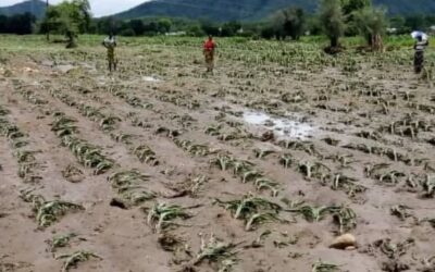 MINISTRY OF AGRICULTURE WARNS UNPREDICTABLE WEATHER THREATENS FOOD SECURITY