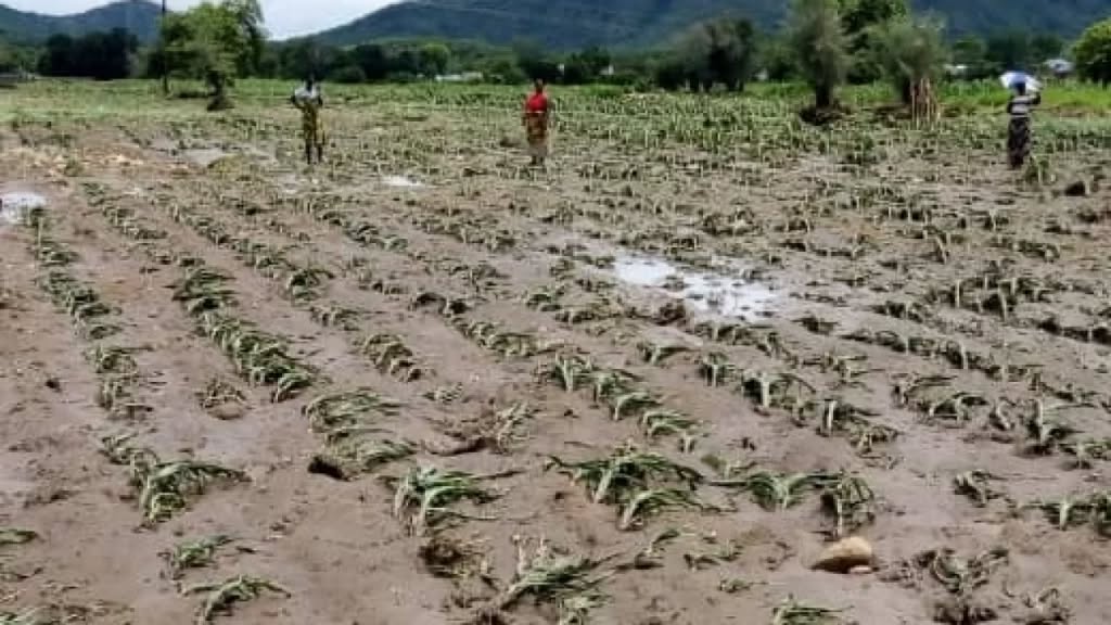 MINISTRY OF AGRICULTURE WARNS UNPREDICTABLE WEATHER THREATENS FOOD SECURITY