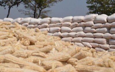 MAZ BACKS GOVT’S DECISION TO EXPORT OVER 500,000 METRIC TONNES OF SURPLUS MAIZE AND MEALIE-MEAL