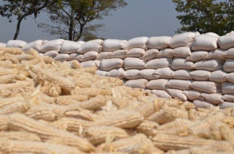 MAZ BACKS GOVT’S DECISION TO EXPORT OVER 500,000 METRIC TONNES OF SURPLUS MAIZE AND MEALIE-MEAL