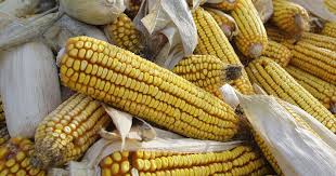 FORMER AGRICULTURE MINISTER CRITICIZES GOVT’S RUSHED MAIZE EXPORT DECISION AMID CLIMATE CHANGE CONCERNS