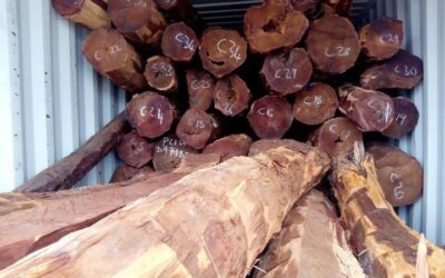 TIMBER PRODUCERS SAY SECTOR FARED BETTER UNDER PF COMPARED TO UPND