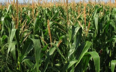 DEFENCE FORCES RAMP UP FARMING EFFORTS TO ENSURE FOOD SECURITY