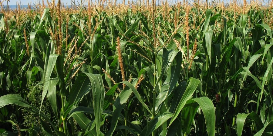 DEFENCE FORCES RAMP UP FARMING EFFORTS TO ENSURE FOOD SECURITY