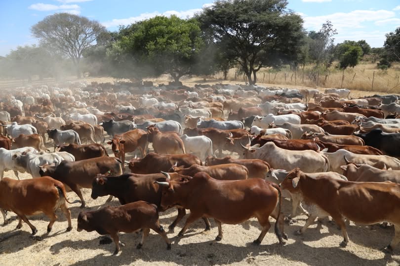 FISHERIES AND LIVESTOCK MINISTER UNVEILS PLAN TO BOOST CATTLE HERD TO 7.4 MILLION BY 2027