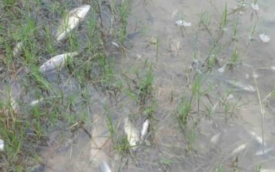 GOVT URGED TO DECLARE POLLUTION OF KAFUE RIVER BY SINO METALS A NATIONAL DISASTER